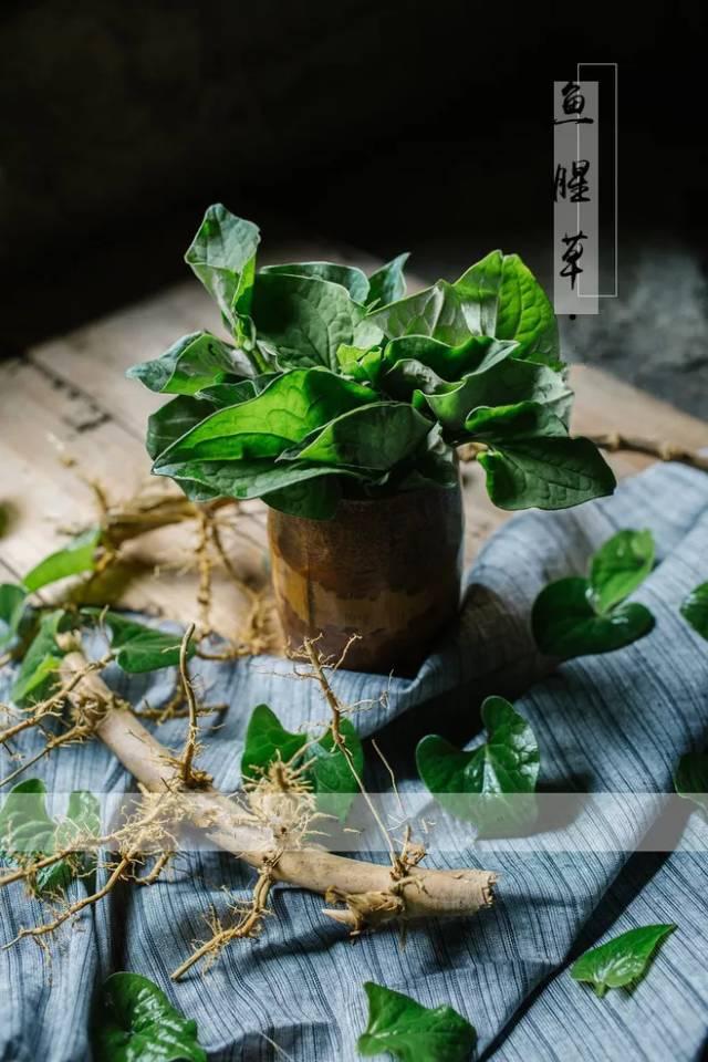 生活中天然的消炎藥，效果極佳，你知道有哪些