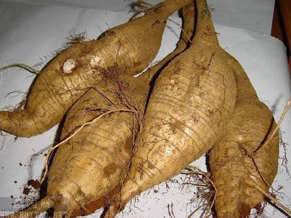 天然的肝髒「解毒王」, 日常生活多吃一點，肝毒排得一干二淨 