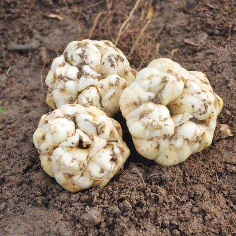 肝病最怕的6種「鹼性食物」，每天吃一點，肝毒清的乾乾淨淨，一天比一天好！