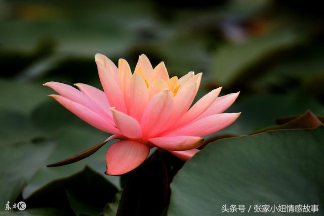 娶老婆就是為了洗衣做飯生孩子的，你要是不幹活我娶你有什麼用？