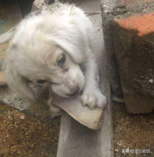 它只能依靠木頭填飽肚子，被好心的她發現後 走跟我回家