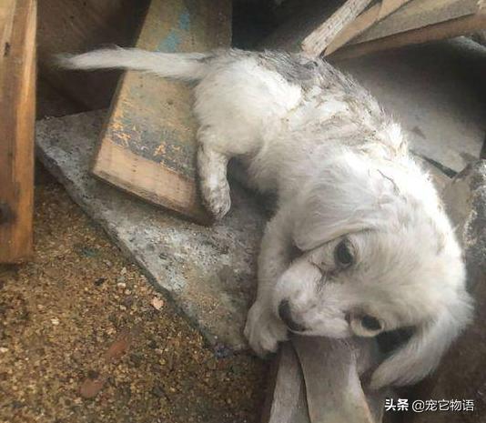 它只能依靠木頭填飽肚子，被好心的她發現後 走跟我回家