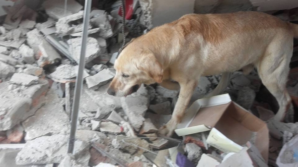 這隻搜救犬在地震災區「竭盡全力搜救」 ，找到7位生還者後「卻嚥下最後一口氣」