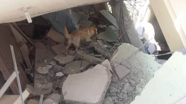 這隻搜救犬在地震災區「竭盡全力搜救」 ，找到7位生還者後「卻嚥下最後一口氣」