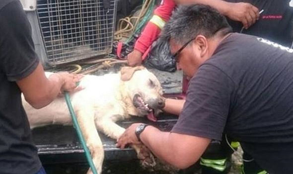 這隻搜救犬在地震災區「竭盡全力搜救」 ，找到7位生還者後「卻嚥下最後一口氣」