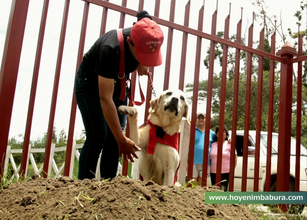 這隻搜救犬在地震災區「竭盡全力搜救」 ，找到7位生還者後「卻嚥下最後一口氣」