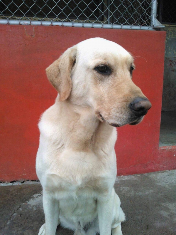 這隻搜救犬在地震災區「竭盡全力搜救」 ，找到7位生還者後「卻嚥下最後一口氣」