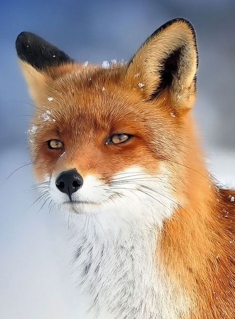 舉手投足都是超模風範　34隻「一看鏡頭就會擺Pose」的帥氣動物