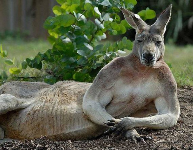 舉手投足都是超模風範　34隻「一看鏡頭就會擺Pose」的帥氣動物