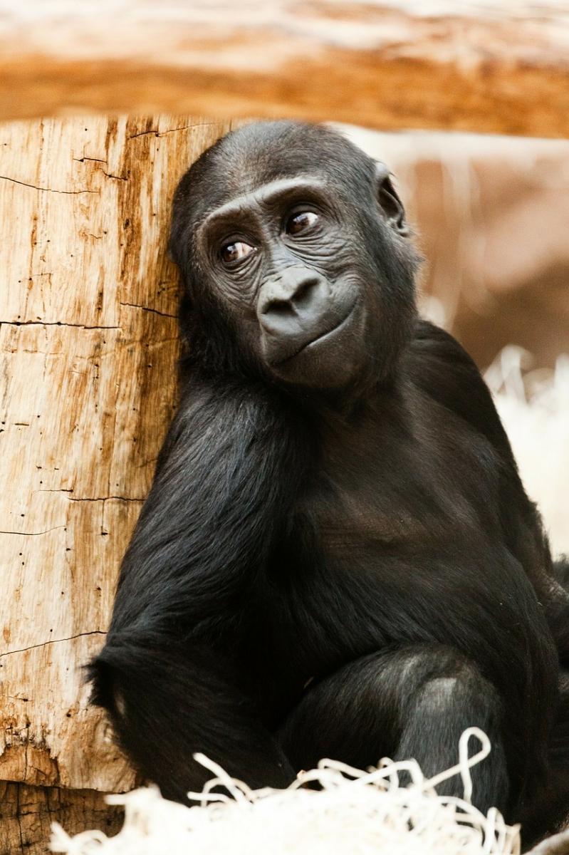 舉手投足都是超模風範　34隻「一看鏡頭就會擺Pose」的帥氣動物