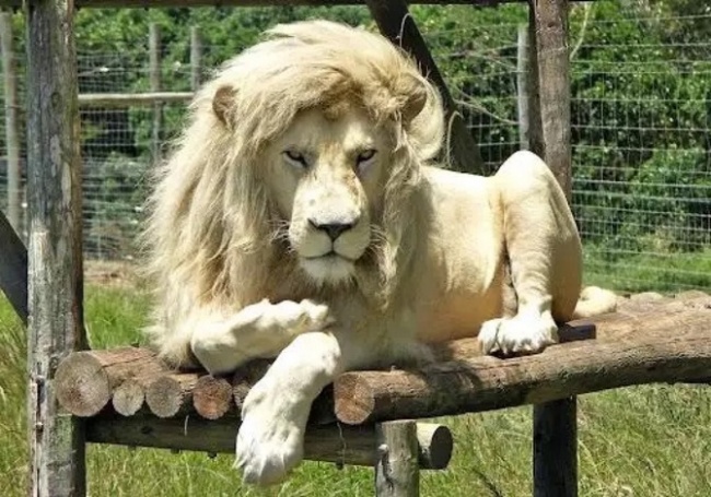 舉手投足都是超模風範　34隻「一看鏡頭就會擺Pose」的帥氣動物