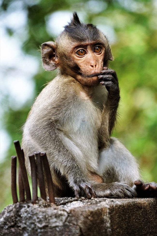 舉手投足都是超模風範　34隻「一看鏡頭就會擺Pose」的帥氣動物