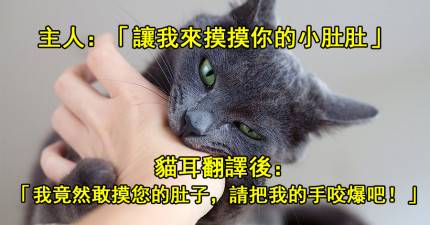 15句主人說的話「經過貓耳翻譯後」完全被扭曲到讓人想要落下兩滴淚！