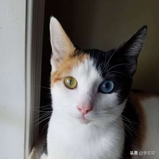 鴛鴦眼的貓咪往往充滿了神秘氣質，但是異色瞳的形成其實並不簡單