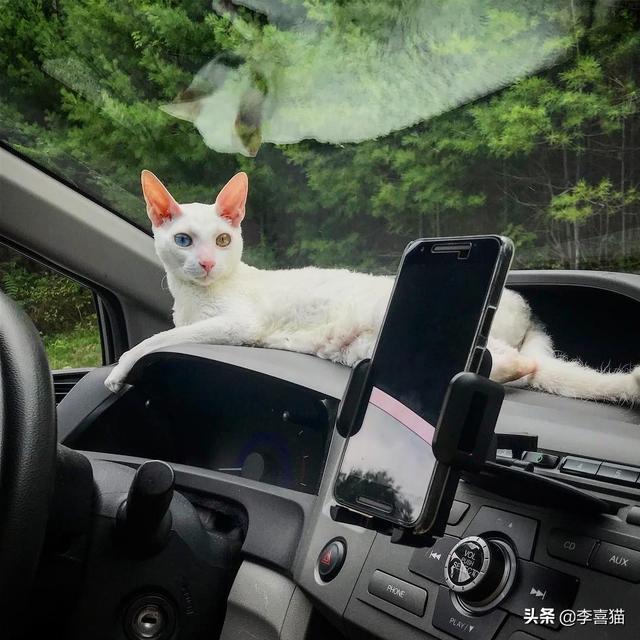 鴛鴦眼的貓咪往往充滿了神秘氣質，但是異色瞳的形成其實並不簡單