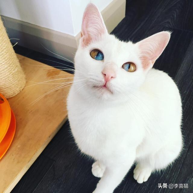 鴛鴦眼的貓咪往往充滿了神秘氣質，但是異色瞳的形成其實並不簡單