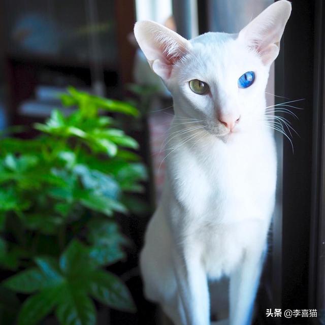 鴛鴦眼的貓咪往往充滿了神秘氣質，但是異色瞳的形成其實並不簡單