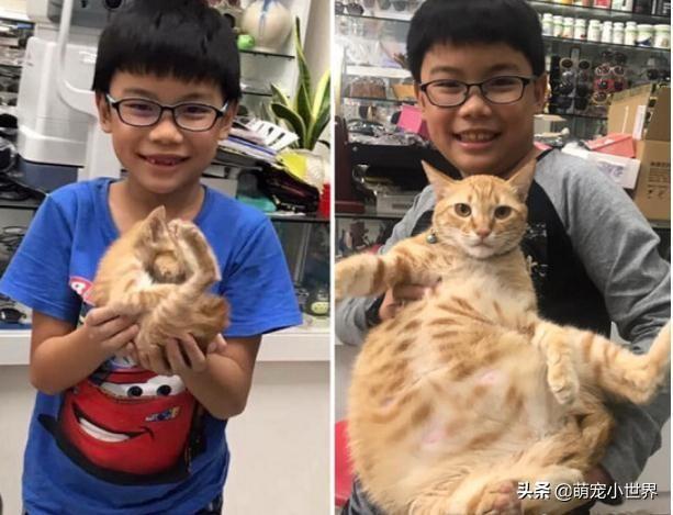 生日禮物全買飼料的暖弟哭求要救小橘貓，1年後養出大肥橘