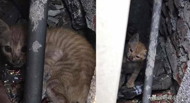 生日禮物全買飼料的暖弟哭求要救小橘貓，1年後養出大肥橘