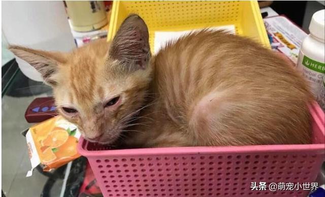 生日禮物全買飼料的暖弟哭求要救小橘貓，1年後養出大肥橘