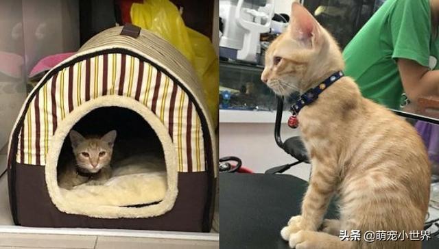 生日禮物全買飼料的暖弟哭求要救小橘貓，1年後養出大肥橘