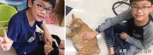 生日禮物全買飼料的暖弟哭求要救小橘貓，1年後養出大肥橘