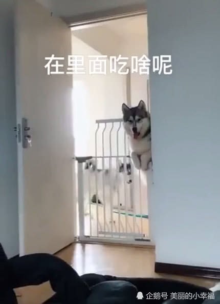 主人躲房間里偷吃，哈士奇趴在門邊暗中觀察，口水都留下來了！