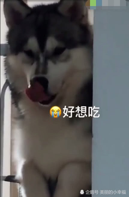 主人躲房間里偷吃，哈士奇趴在門邊暗中觀察，口水都留下來了！
