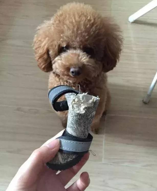 別再被泰迪乖巧的外表欺騙了，撕起家來可一點不含糊
