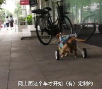 狗狗癱瘓8年沒法走路，主人依然沒放棄，裝上小輪椅之後，生活變了