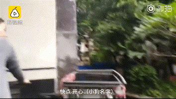 狗狗癱瘓8年沒法走路，主人依然沒放棄，裝上小輪椅之後，生活變了