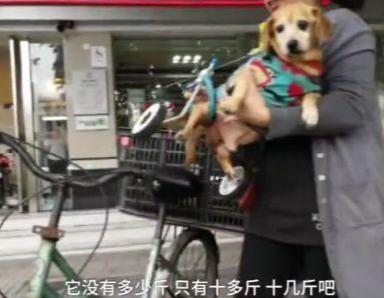 狗狗癱瘓8年沒法走路，主人依然沒放棄，裝上小輪椅之後，生活變了