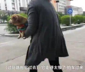 狗狗癱瘓8年沒法走路，主人依然沒放棄，裝上小輪椅之後，生活變了