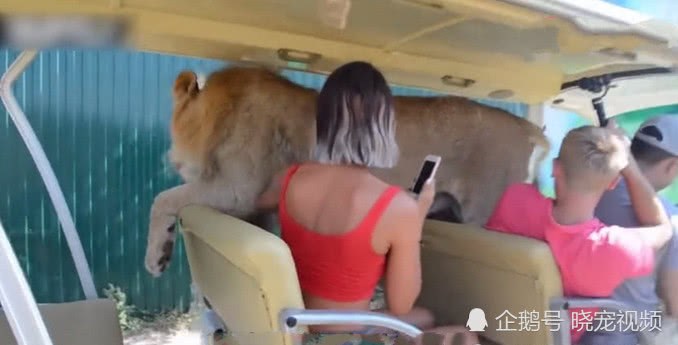公獅突然跳上觀光車，女孩嚇到尖叫，可公獅的舉動卻讓她紅了臉！