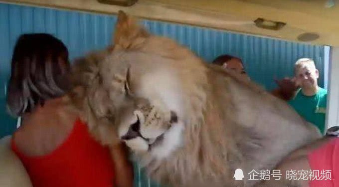 公獅突然跳上觀光車，女孩嚇到尖叫，可公獅的舉動卻讓她紅了臉！