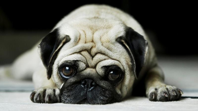 上班時間「留下愛犬獨自在家」　寵物科學家心疼發現：它們承受著巨大的痛苦