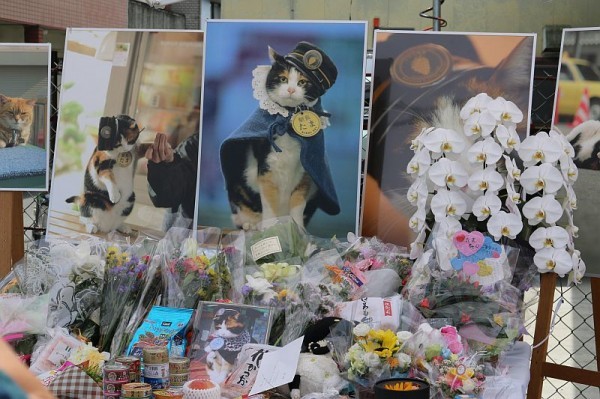 貓站長「就職12周年」紀念日！一開口致詞「霸氣：喵嗚～」網笑：快結束啦