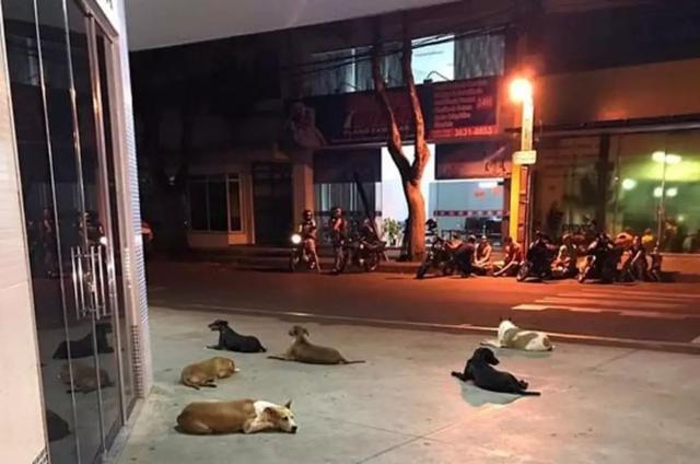 6隻狗狗在救護車後狂奔，它們死守醫院門口只為等主人