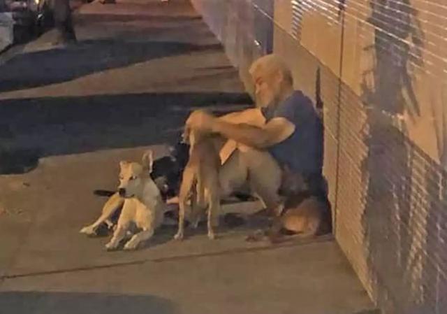 6隻狗狗在救護車後狂奔，它們死守醫院門口只為等主人