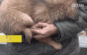 對於貓貓狗狗來說，春節也許是它們最害怕的節日