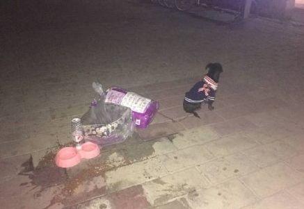 對於貓貓狗狗來說，春節也許是它們最害怕的節日