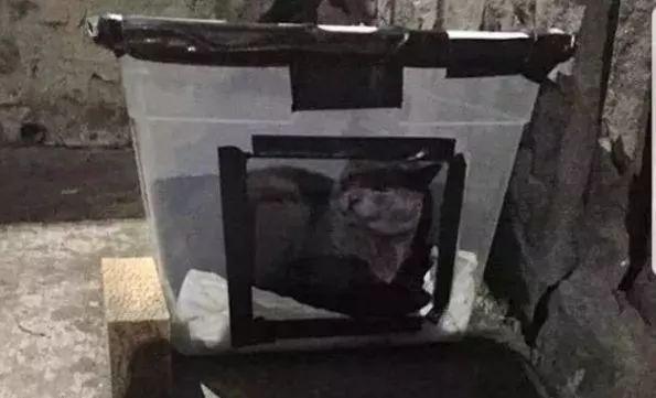 對於貓貓狗狗來說，春節也許是它們最害怕的節日