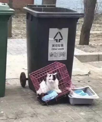 對於貓貓狗狗來說，春節也許是它們最害怕的節日