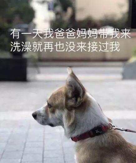 對於貓貓狗狗來說，春節也許是它們最害怕的節日