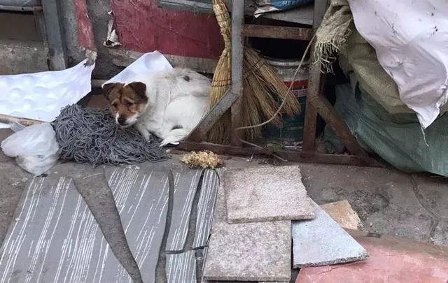 對於貓貓狗狗來說，春節也許是它們最害怕的節日