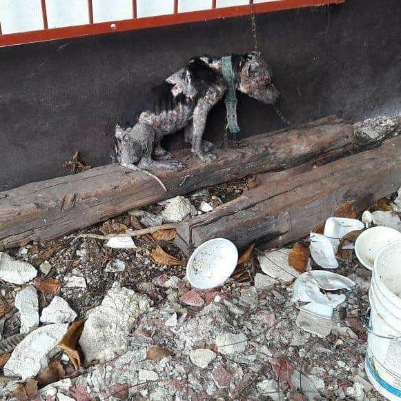 毛孩遭狠主人鎖在廢墟「無法躺著睡」　獲救後牠卻願意再相信人類一次 