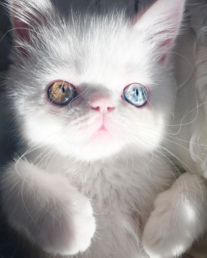 超激萌的小貓擁有世上最催眠的雙眼，當陽光照到她的眼睛散發出珠寶的光芒真的美到無法直視！