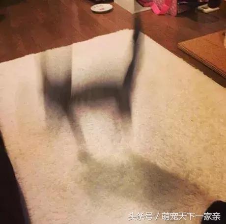 網友投稿「誰把貓咪拍得最醜」比賽，從第一張開始就讓人笑到停不下來！