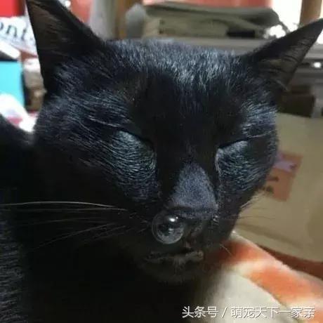 網友投稿「誰把貓咪拍得最醜」比賽，從第一張開始就讓人笑到停不下來！