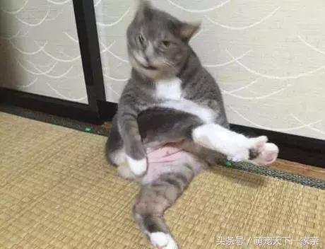 網友投稿「誰把貓咪拍得最醜」比賽，從第一張開始就讓人笑到停不下來！